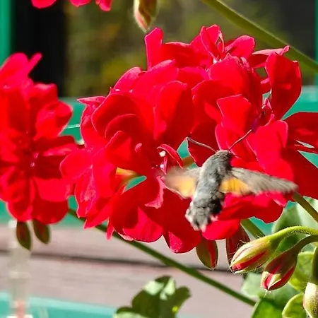Idyllic Mountain Huette -gesaeuse Nationalpark * Landl (Styria)