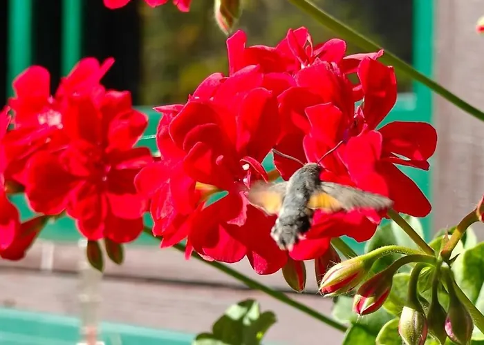 Idyllic Mountain Huette -gesaeuse Nationalpark * Landl (Styria)